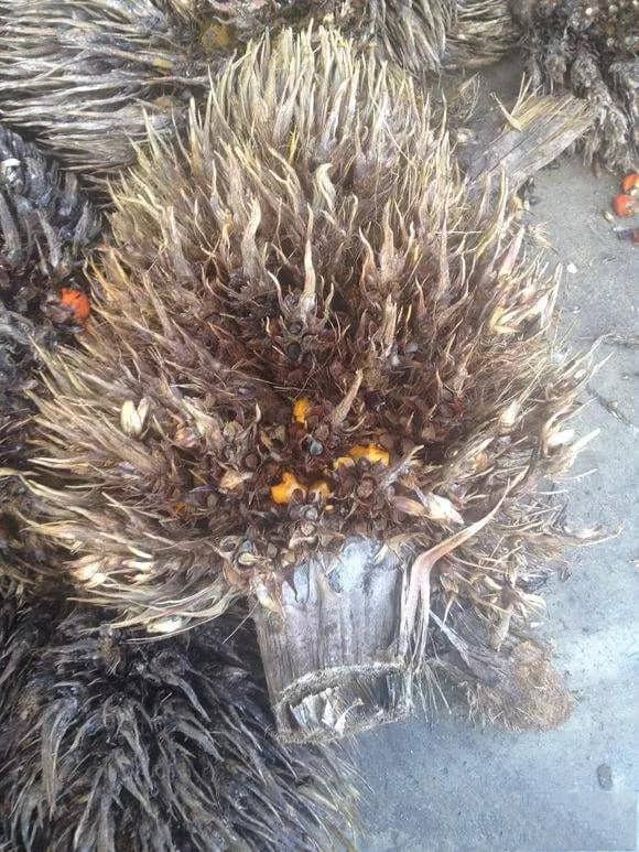 Cacho de fruta vazio. jpg Cacho de fruta vazio. jpg