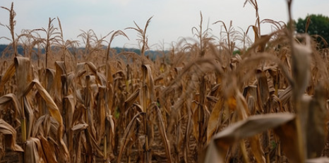 matérias-primas. png matérias-primas. png