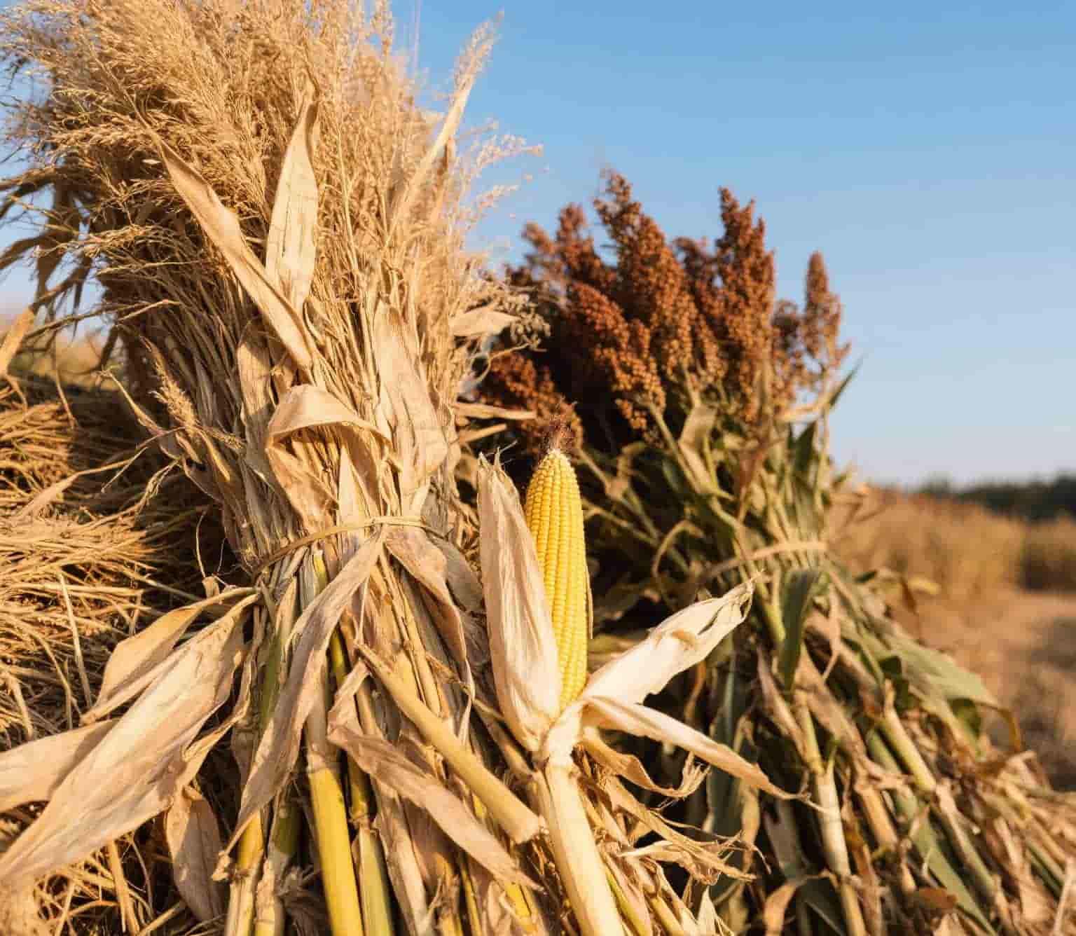 cortar. jpg cortar. jpg